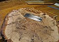 Scraping Away Bandsaw Marks